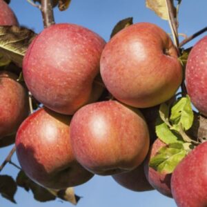 Apple Braeburn - Espalier 25ltr
