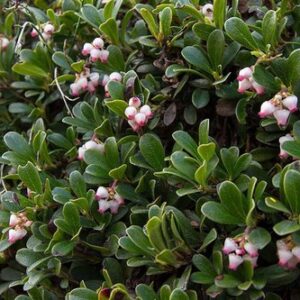 Arctostaphylos Radiant, Bearberry - 2.4L