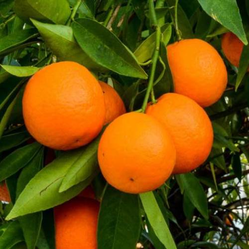 Orange Vainiglia Pink - Pb10 - Image 2