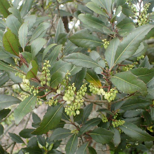 Elaeocarpus hookerianus, Pokaka - Pb3/Pb5