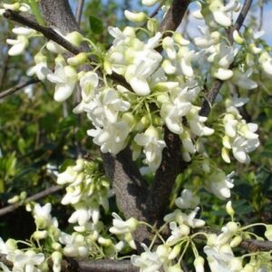 Cercis x Texas White - Pb28 (120/150)