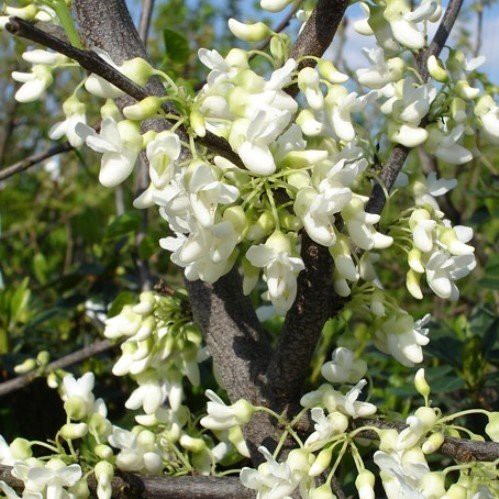 Cercis x Texas White - Pb28 (120/150)