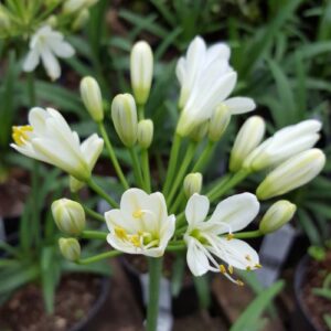 Agapanthus Pavlova - Pb5/2Ltr