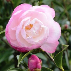 Camellia Paradise Pearl - Pb6.5 (65/75)