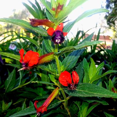 Cuphea Tiny Mice - 1.5Ltr (15/25) - Image 2