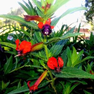 Cuphea Tiny Mice - 1.5Ltr (15/25)