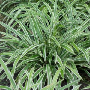 Carex s. Variegata, Sedge - Pb6.5