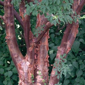 Acer griseum, Paperbark Maple