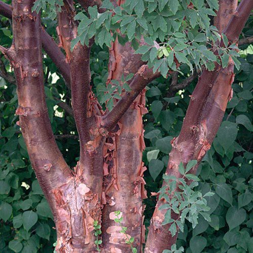 Acer griseum, Paperbark Maple
