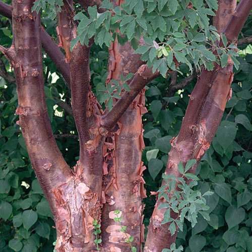 Acer griseum, Paperbark Maple - Image 2