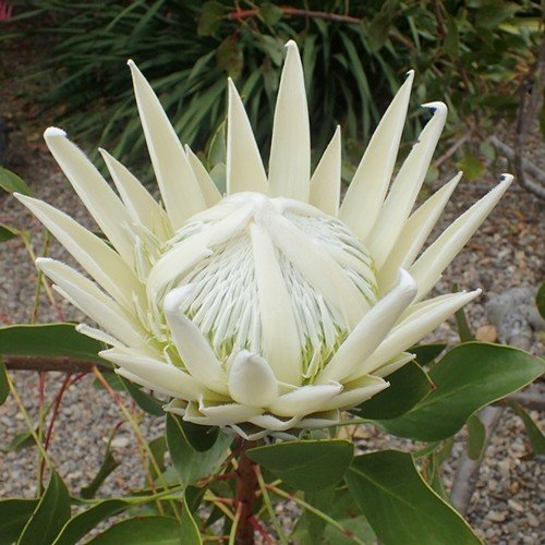 Protea Arctic Ice, White King Protea - Image 2