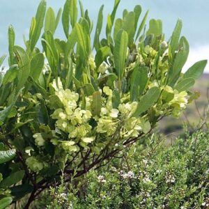 Dodonaea viscosa, Hop Bush - Pb6.5 (20/30)