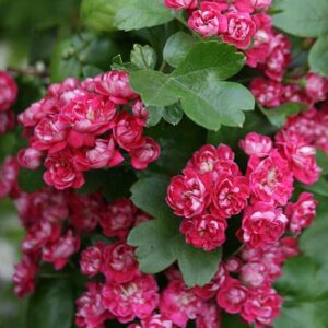 Crataegus Paul's Scarlet, English Hawthorn - Pb28 (170/210 ))