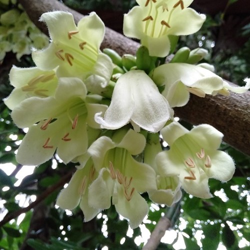 Tecomanthe speciosa, Three Kings Climber - Pb6.5/3.3Ltr - Image 2