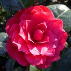 Camellia Red Red Rose - Pb6.5