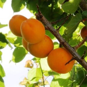 Apricot Fitzroy - Pb18 1.7M tall