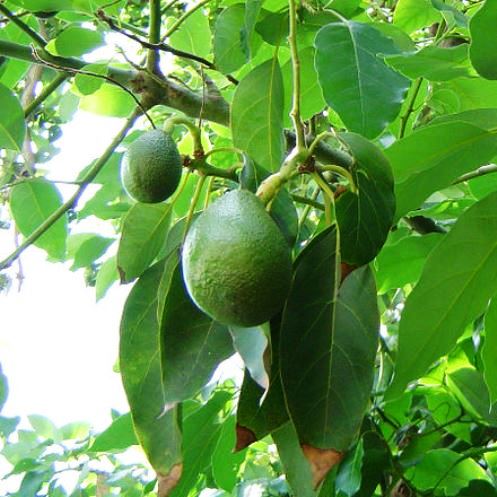 Avocado Reed - Pb10 - Image 2