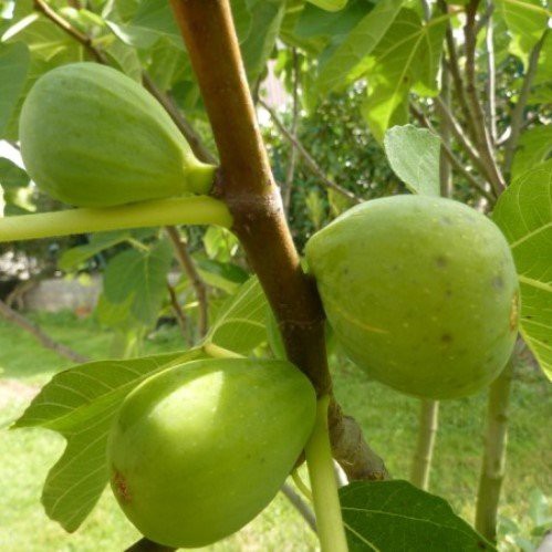 Fig San Pedro - Pb6.5