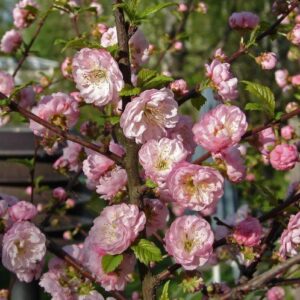 Prunus Plena, Flowering Almond - Pb8/Pb12