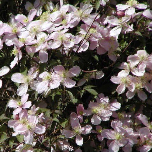 Clematis Rubens - 2.5Ltr
