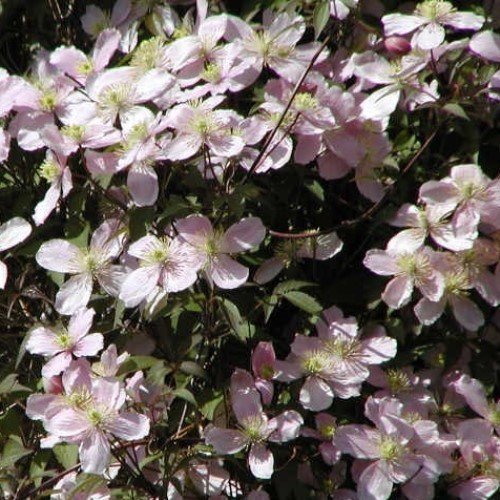 Clematis Rubens - 2.5Ltr - Image 2