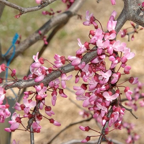 Cercis canadensis Ruby Falls - Pb18/Pb28