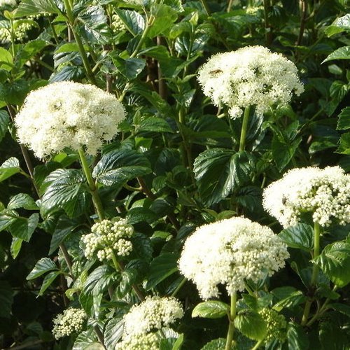 Viburnum o. Emerald Lustre - 4Ltr - Image 2