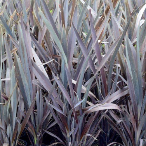 Phormium t. Dark Delight, Flax - Pb6.5 (20/70)