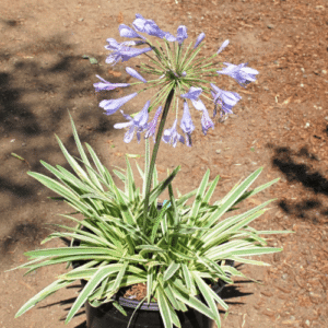 Agapanthus Tinkerbell - Pb3/Pb5