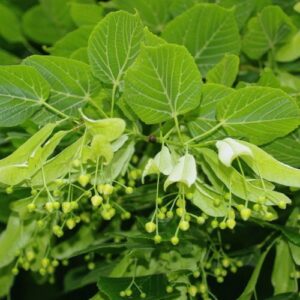 Tilia platyphyllos, Large-Leaved Linden - 35Ltr (250/270cm)
