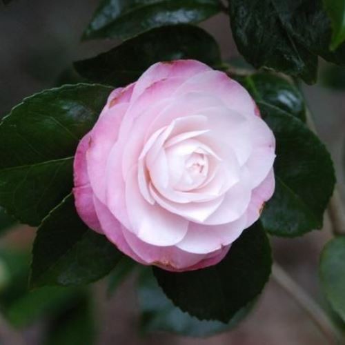 Camellia Desire - Pb6.5 (50/110)