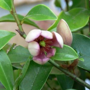 Michelia Bubbles - 2.5Ltr