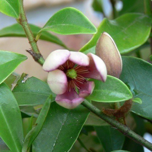 Michelia Bubbles - 2.5Ltr