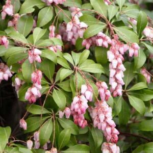 Pieris Christmas Cheer - Pb6.5 (25/35)