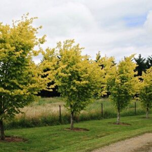 Ulmus Lutescens, Golden Elm - Pb28 (160/220)