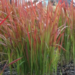 Imperata c. Red Baron, Japanese Blood Grass - Pb5