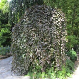Fagus purpurea Pendula, Weeping Purple Beech - 45Ltr