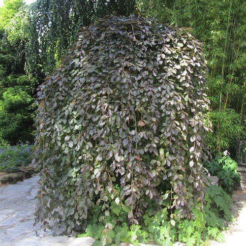 Fagus purpurea Pendula, Weeping Purple Beech - 45Ltr