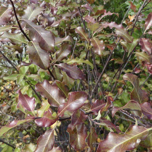 Pittosporum Zen - Pb5