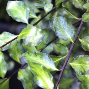 Pittosporum Golden Sheen - 1.5Ltr