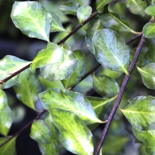 Pittosporum Golden Sheen - 1.5Ltr