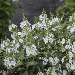 Parahebe Avalanche - 2.5Ltr