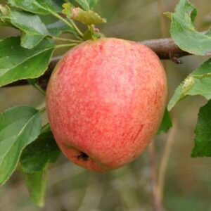 Apple Nonnetit Bastard - Pb12