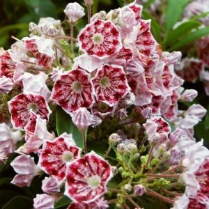 Kalmia l. Carousel, Mountain Laurel - 2.5Ltr