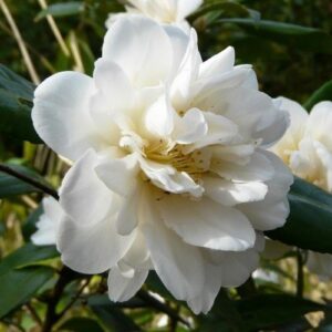 Camellia Silver Anniversary - pb6.5 (60/70)