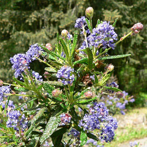Ceanothus Roweanus - Pb5/Pb8
