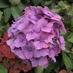 Hydrangea Altona - Pb6.5