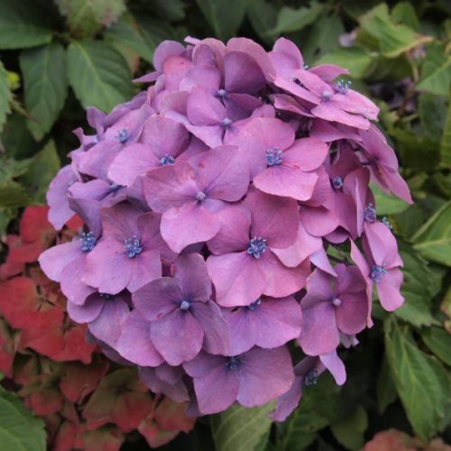 Hydrangea Altona - Pb6.5