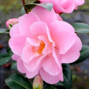 Camellia Nicky Crisp - pb6.5 (40/60)