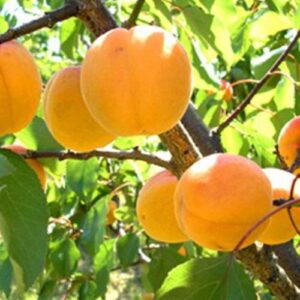 Apricot Fitzroy - 4.7Ltr